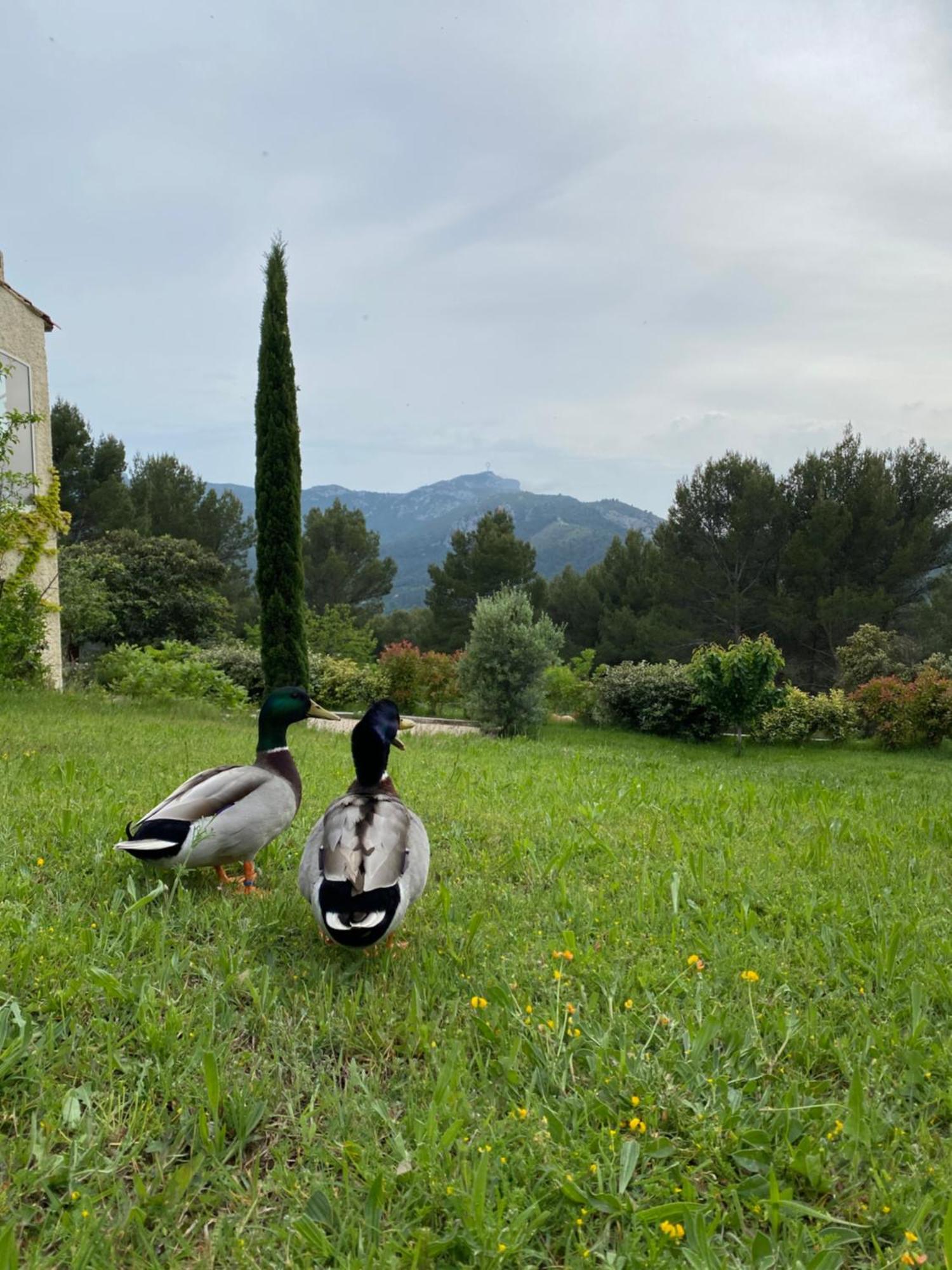 La Maison Perchee Auriol Exteriör bild